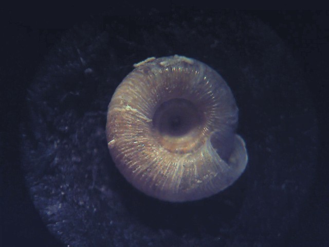 Discus (Gonyodiscus) rotundatus